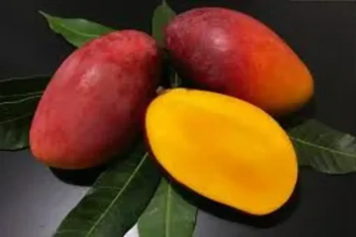 Como fazer mousse de manga super cremoso 2 Como escolher a manga ideal para a mousse de manga